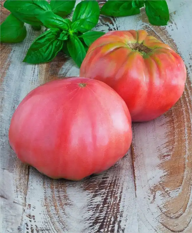 Tomato-pink Brandywine Heirloom