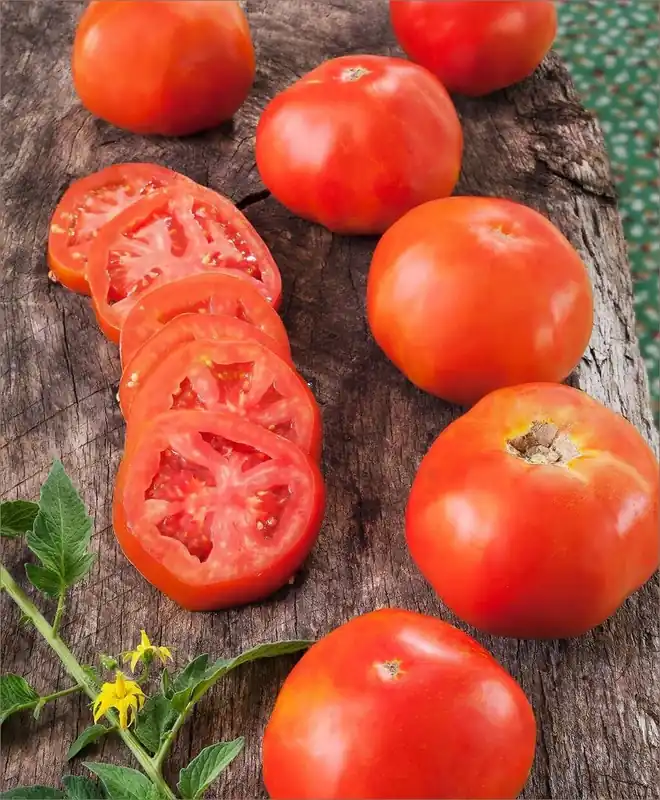 Tomato-rutgers-heirloom