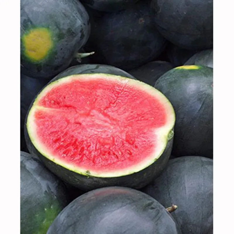 4.5 In. Watermelon-black Diamond Heirloom Variety - 75-90 Days Maturity