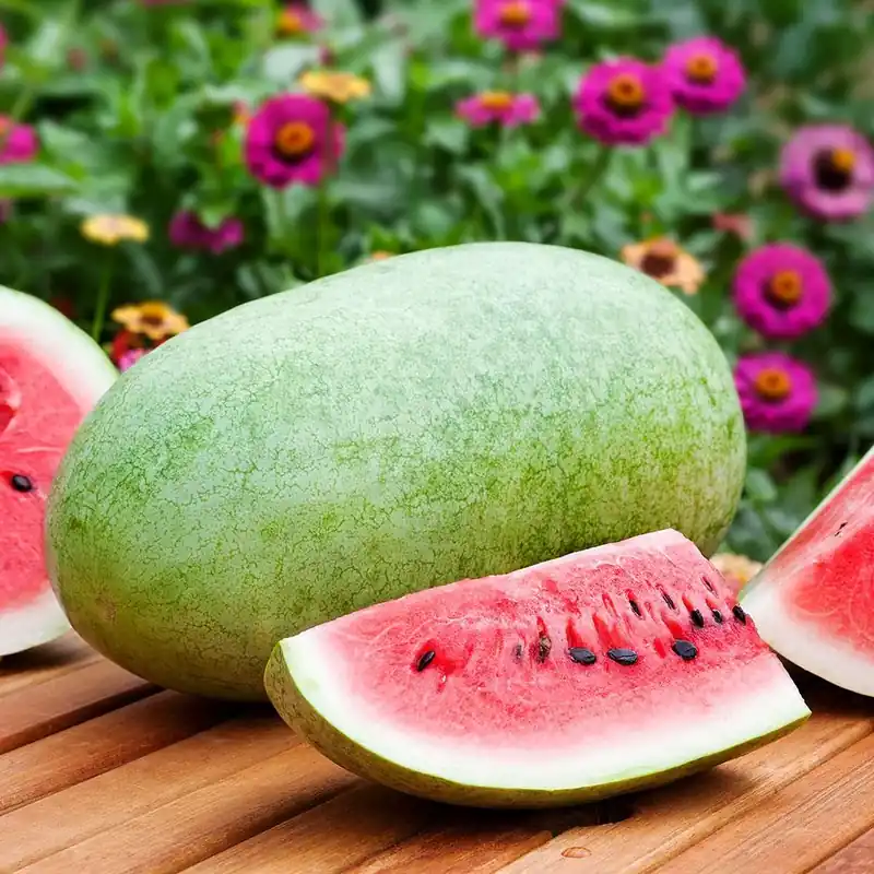 4.5 Inch Watermelon Charleston Gray Plant - Bonnie Plants Model 4101