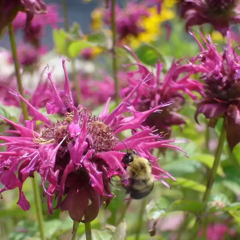 4.5 Inch Bee Balm Plant - 19.3 Ounce Pot - Model 5022