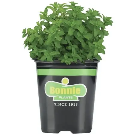 Lemon Balm 19.3 Ounce Herb Plant For Culinary And Medicinal Use