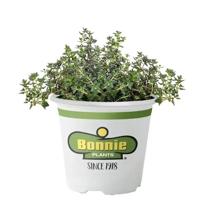4.5 Inch German Thyme Herb - 19.3 Ounce Pot