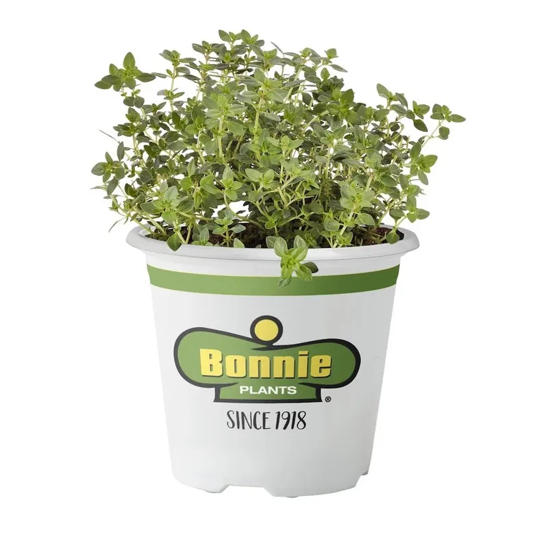 4.5 Inch Lemon Thyme Herb - 19.3 Ounce Pot