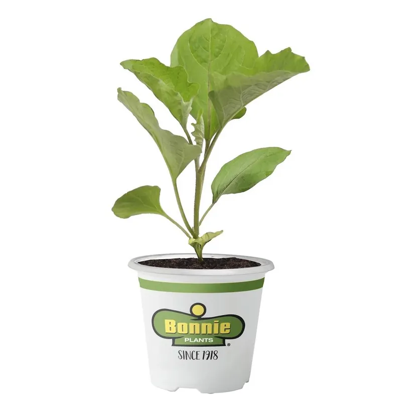 Eggplant-black Beauty 606 Pack