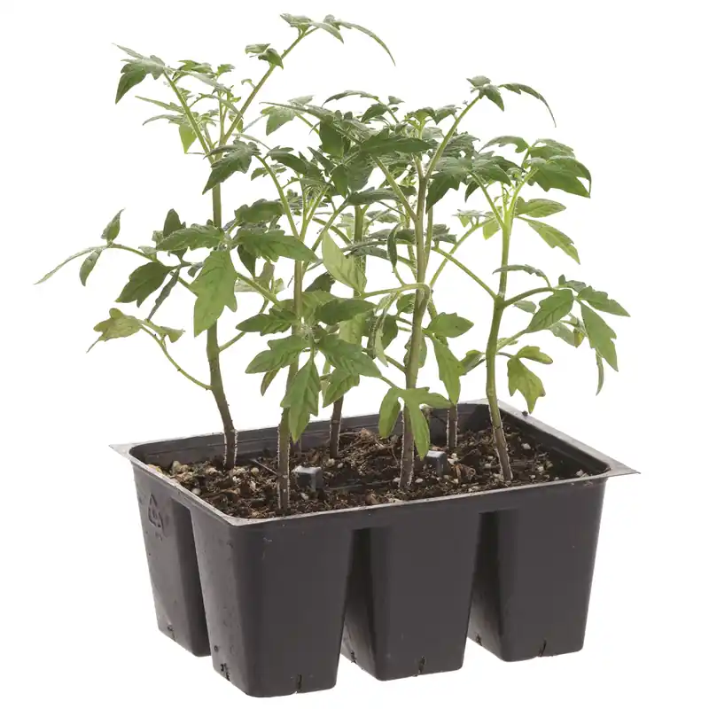 Assorted Vegetables 6 Pack - Fresh Garden Variety Seedlings