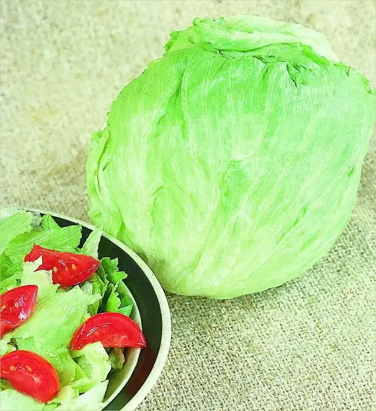 Lettuce-heading (iceburg)