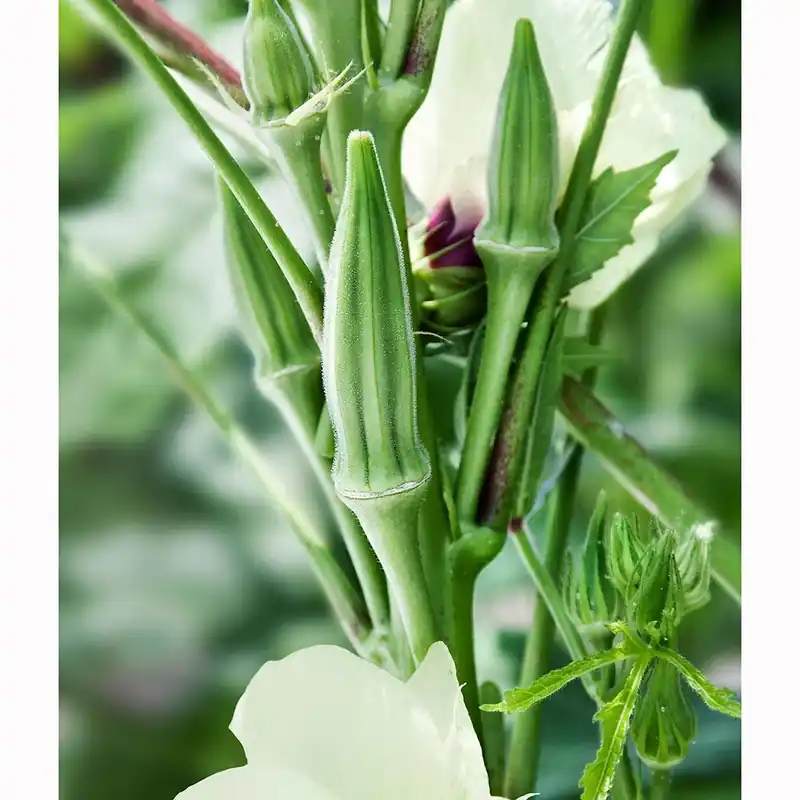 606 Okra-clemson Spineless Seeds By Bonnie Plants - Model 4000