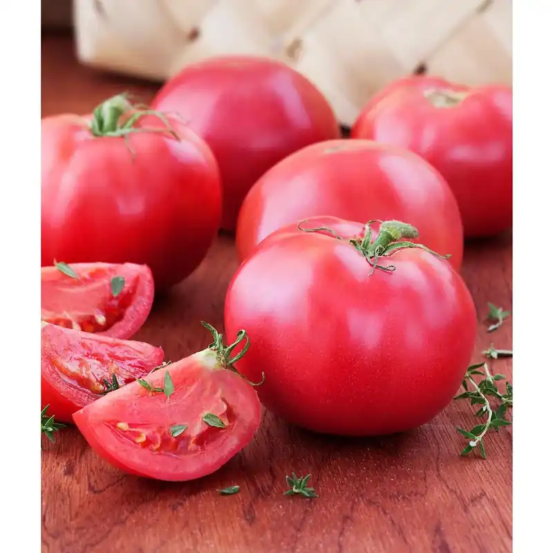 606 Tomato Bradley Heirloom Plant - Bonnie Plants Model 0227
