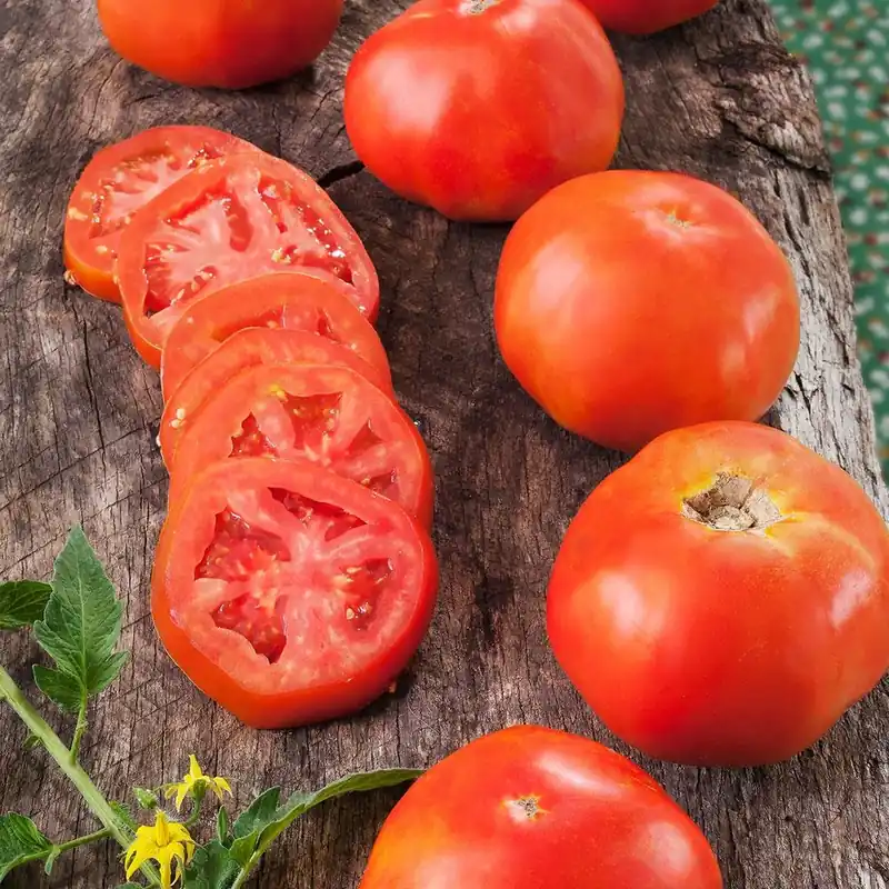 606 Tomato Rutgers Heirloom Plant - 1 Pack Of Premium Seedlings