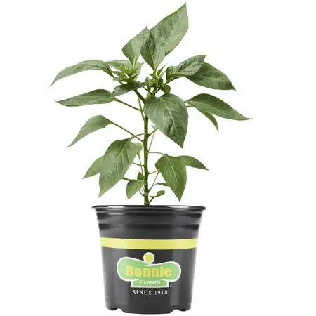 Red Ghost Pepper, 2.32 Quart - World‘s Hottest Peppers