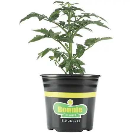 Cherokee Carbon Tomato 1 Gallon Container - Heirloom Variety