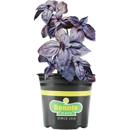 Purple Basil Live Plant, 1 Gallon, Licorice Flavor