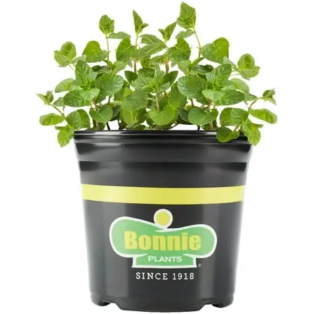 Spearmint Live Plant, 1 Gallon, Fragrant Herb For Mojito