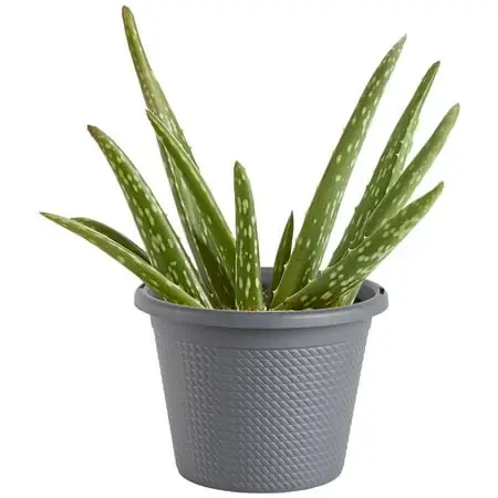 Aloe Succulent Live Plant In 8 Inch Container