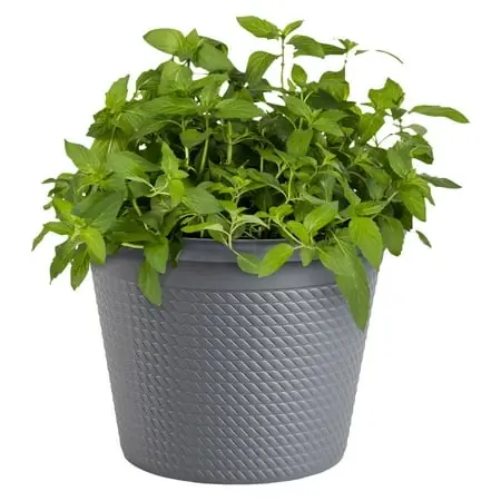 Assorted 8 Inch Standard Round Live Herb Plants