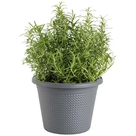 Rosemary 8-inch Potted Herb Plant For Culinary Use