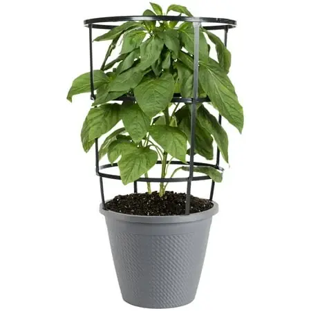 Green Sweet Bell Pepper Live Plant With 11-inch Cage For Gardening