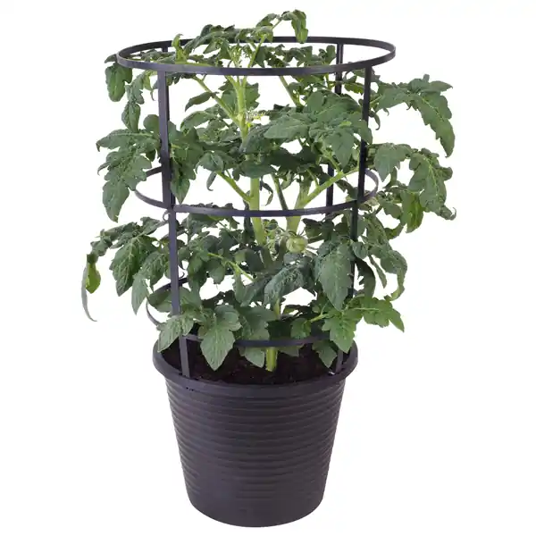 Assorted 11 Inch Tomato Plant With Cage In 2.5 Gallon Pot