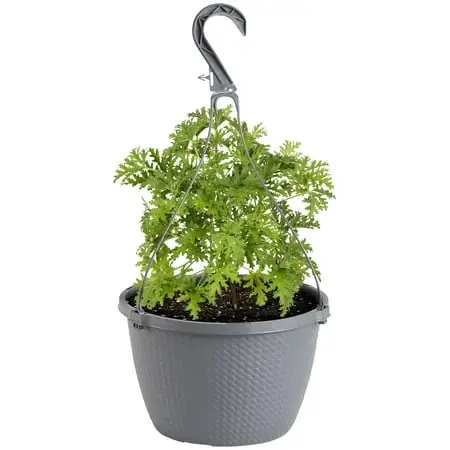 Citronella Live Plant In 10 Inch Basket With Lemon-scented Leaves