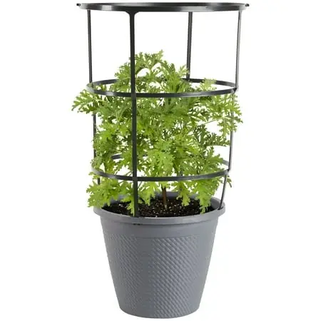 Citronella Live Plant With Lemon-scented Leaves In 11 Inch Cage