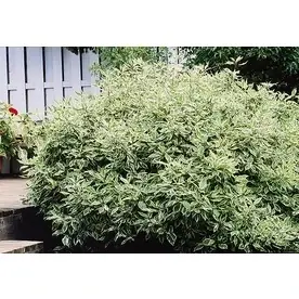 1.6-gallon Ivory Halo Dogwood Feature Shrub - Stunning Ornamental Plant