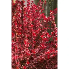 1.6-gallon Orange Rocket Barberry Accent Shrub - Vibrant Foliage For Landscaping