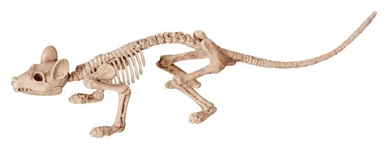 6 In. Skeleton Asst Halloween Decor