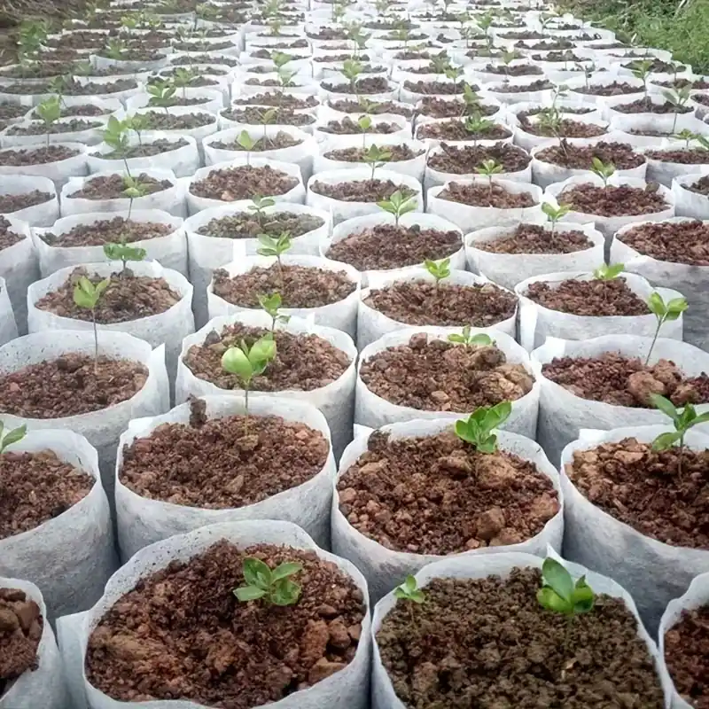 Ecofriendly Biodegradable Seed Nursery Bags 100200300pcs Plant Pouches