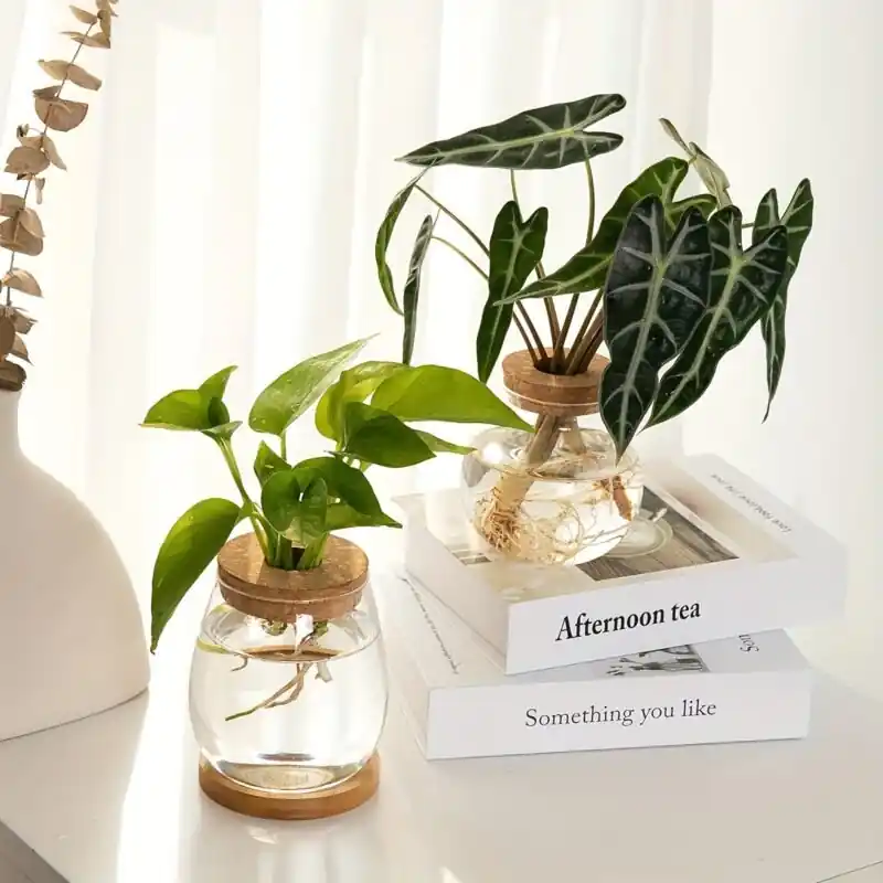 Ecofriendly Hydroponic Glass Vase With Wooden Stopper For Home Office Decor