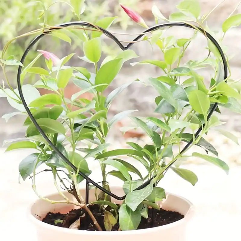 Elegant Black Heartshaped Garden Plant Support Stake Spacesaving Design