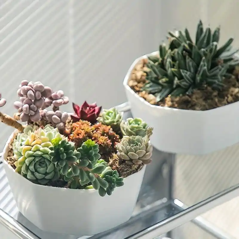 Large Modern Indoor Succulent Flowerpot With Drainage Tray Decorative Plastic