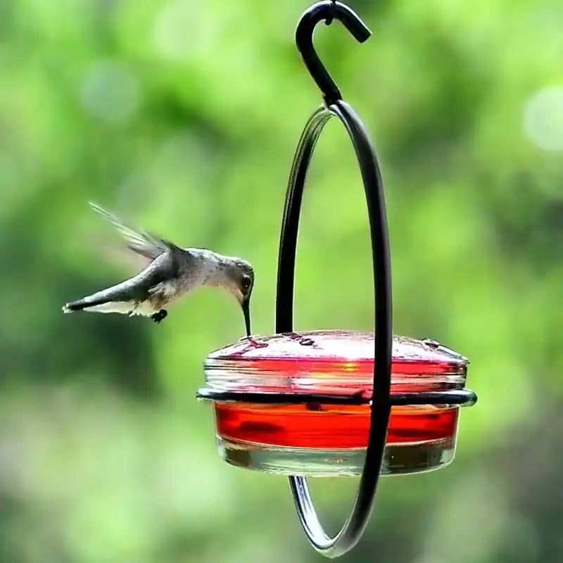 Elegant Metal Hanging Hummingbird Feeder With Circular Frame And Perch