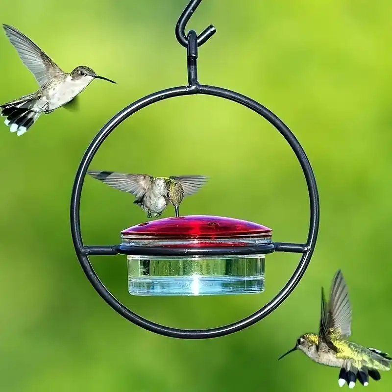 Deluxe Metal Hanging Hummingbird Feeder With Perch And Circular Holder