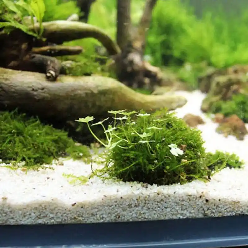 Natural Aquatic Moss Ball For Crystal Red Shrimp Aquarium Fish Tank