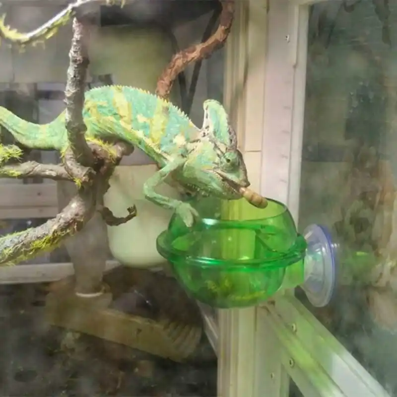 Reptile Feeder With Suction Cup Water Dish For Pet Lizards