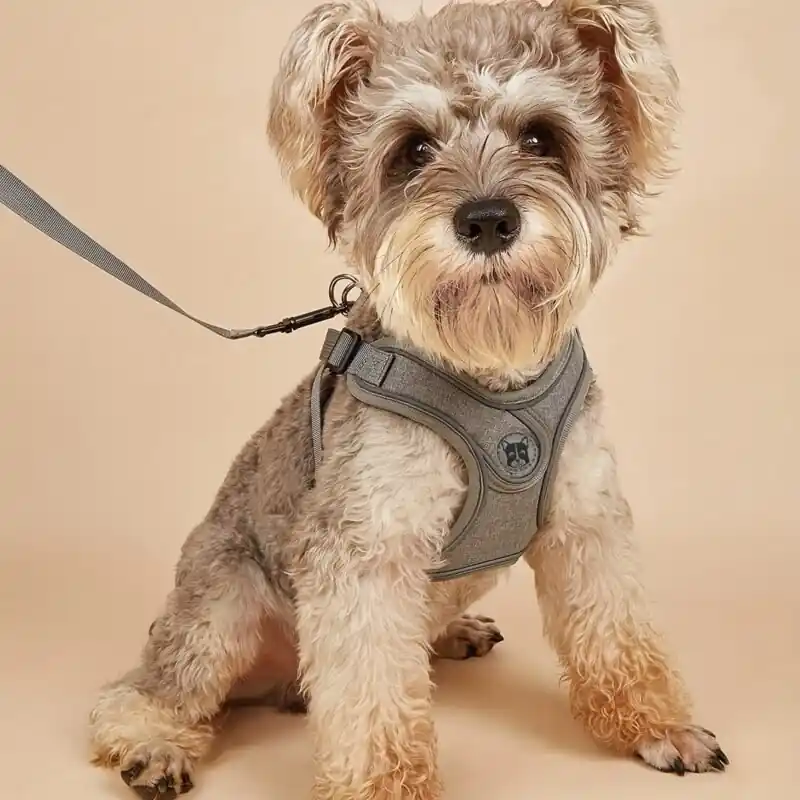 Comfort Secure Nopull Pet Harnessleash Set For Smallmedium Dogs Cats