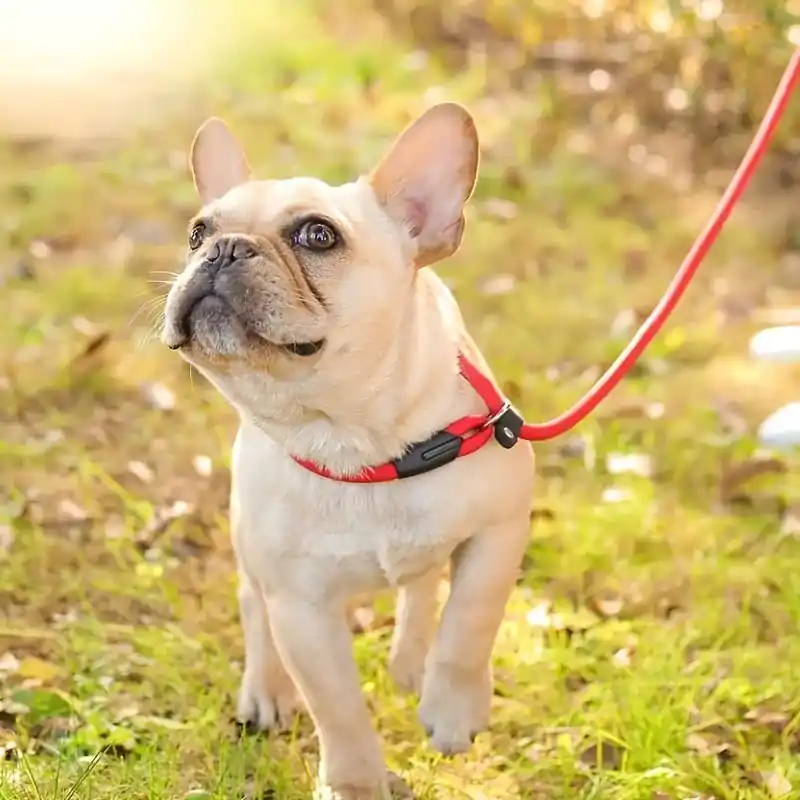 Strong Durable Pchain Dog Leash For Enhanced Traction Essential Pet Gear