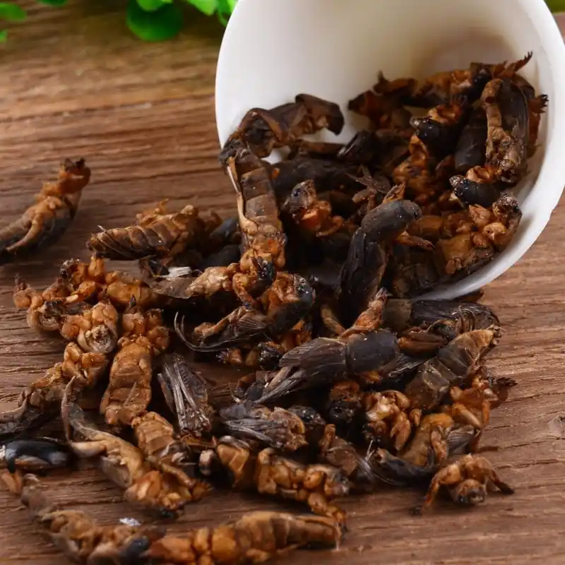 Quality Dried Mole Cricket Wild Harvested 100g250g Packs Available