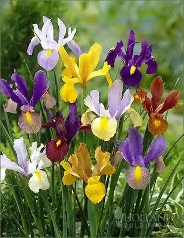 Mixture Spring Bulbs - Assorted Colors For Vibrant Gardens