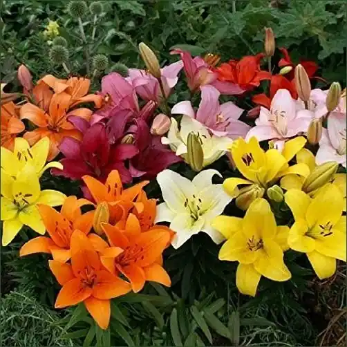 Asiatic Mixture - Premium Flower Seeds For Vibrant Gardens