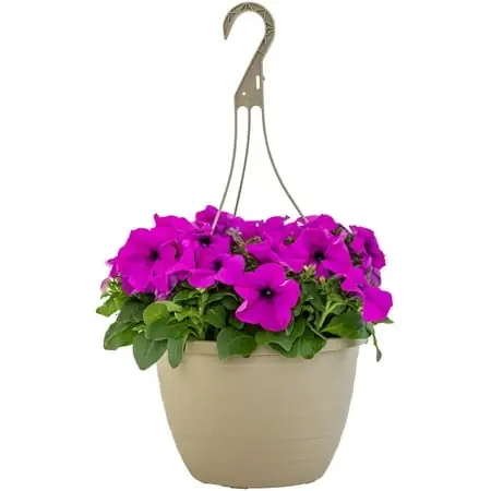 Violet Petunia 1.5 Gallon Hanging Basket - Vibrant Floral Display