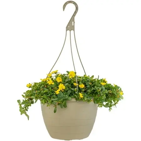 Yellow Purslane 1.5 Gallon Hanging Basket - Vibrant Succulent For Home Decor