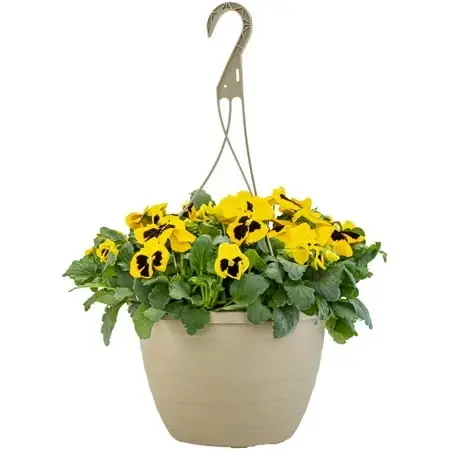 Assorted 10 Inch Hanging Baskets - Vibrant Floral Display