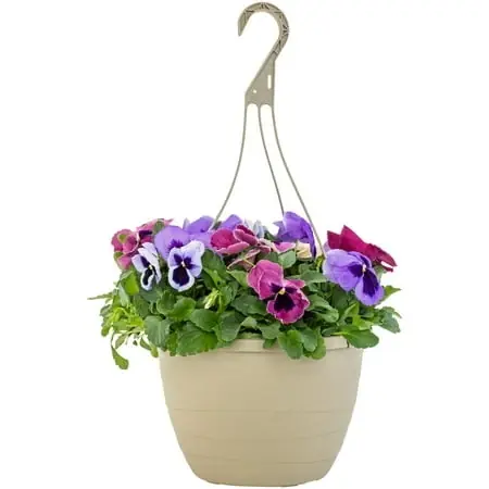 Purple, Crimson, And Pink Blotch Pansy 1.5 Gallon Hanging Basket