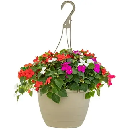 Impatiens Mix 1.5 Gallon Hanging Basket - Vibrant Flowering Plants