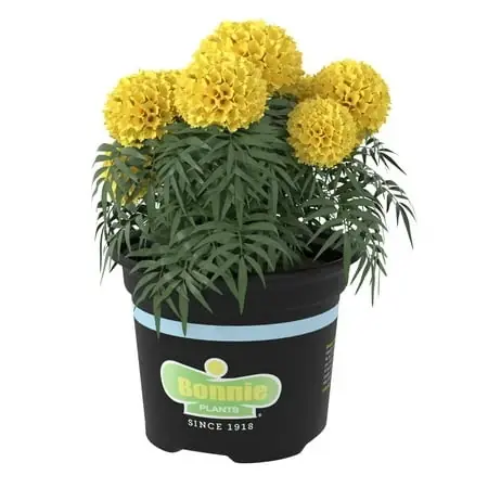 Yellow Marigold 25 Ounce - Vibrant Flowering Plant For Gardens
