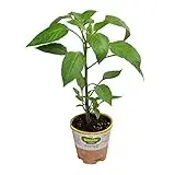 4 Inch Jalapeno-mild Pepper Vegetable Plant - Model 143