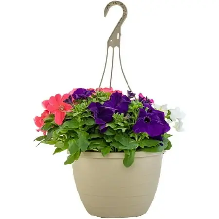 Petunia Mix 1.5 Gallon Hanging Basket - Vibrant Floral Display