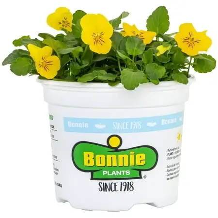 Colorful Companions Yellow Viola 25 Ounce Flowering Plant